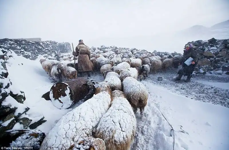 pastori della mongolia