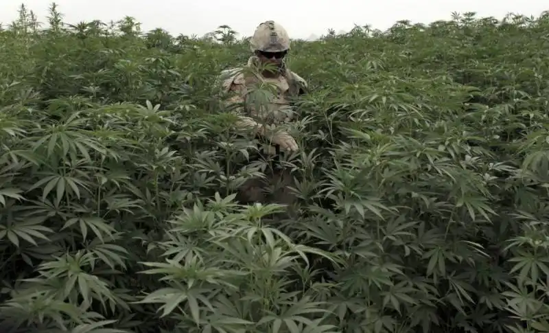 piantagione di marijuana a kandahar