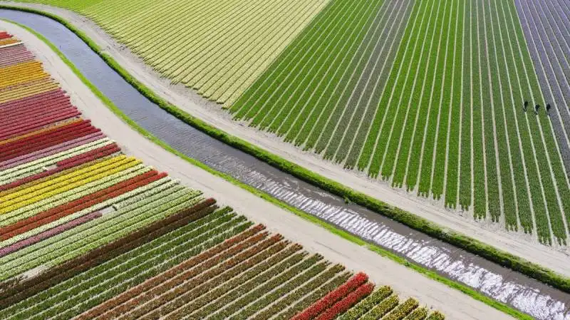 campagna olandere