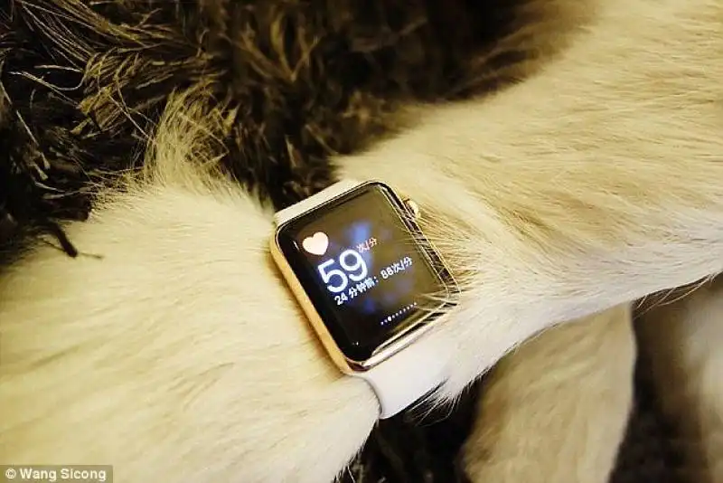 cane con apple watch