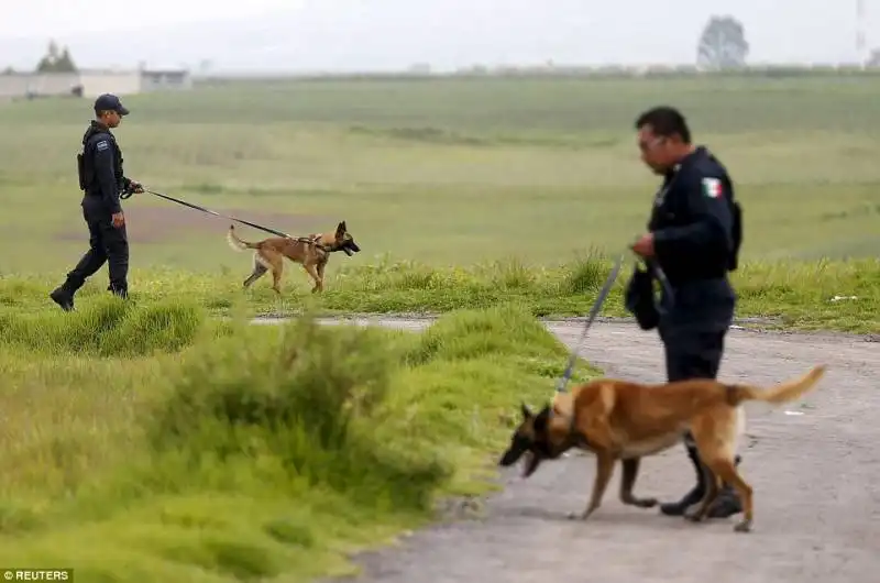 cani poliziotto