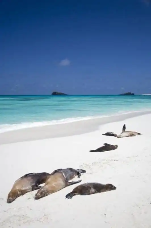 galapagos