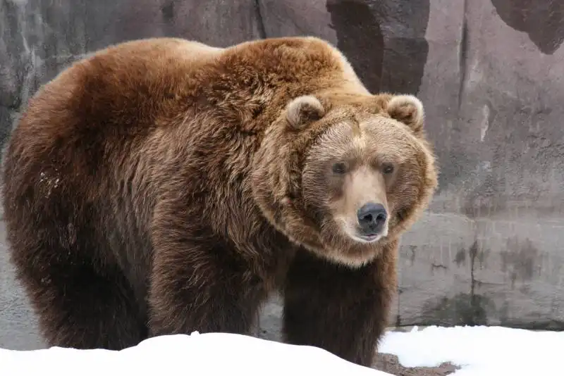 grizzly bear