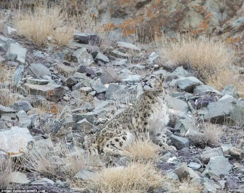 leopardo delle nevi 1