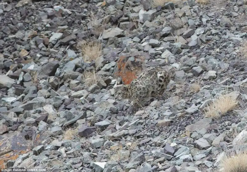 leopardo delle nevi all'attacco