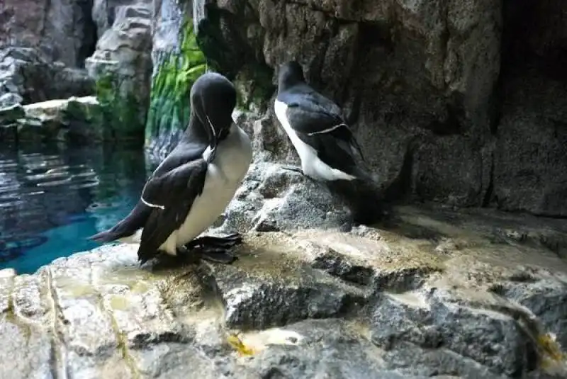 oceanario di lisbona