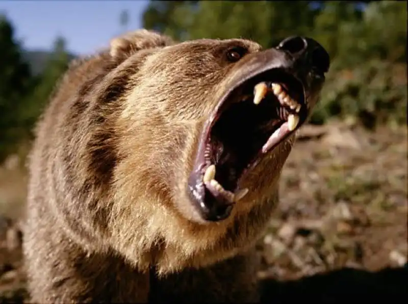 orso grizzly