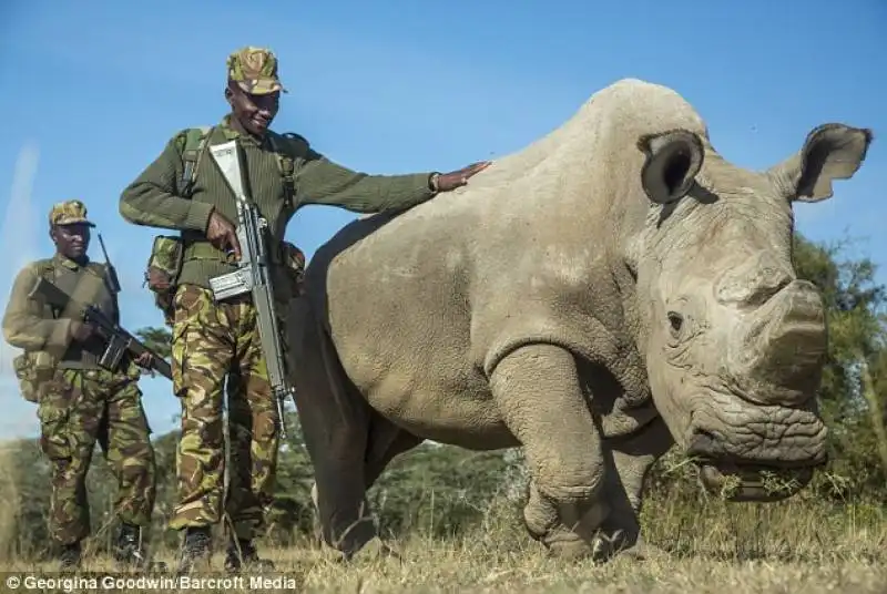 rinoceronte bianco sudan 1