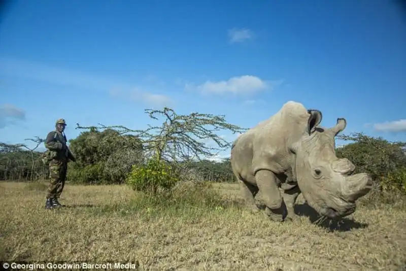 rinoceronte bianco sudan 12