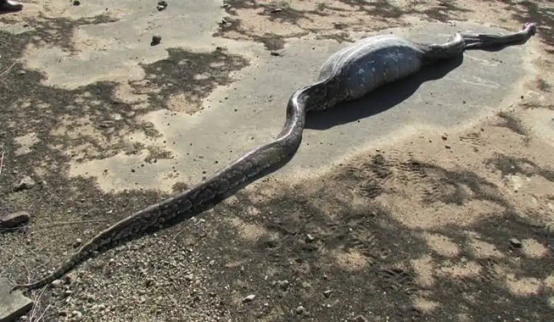 serpente ingoia porcospino