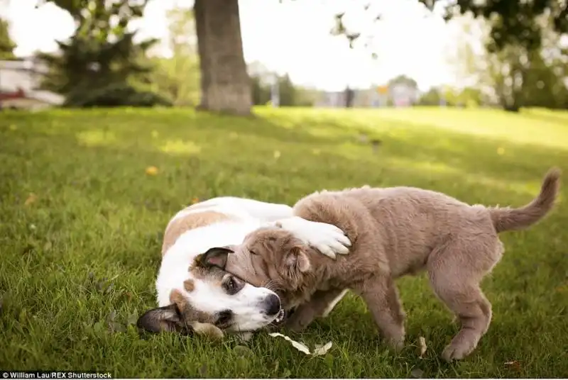 shar pei 1