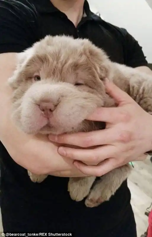 shar pei 10