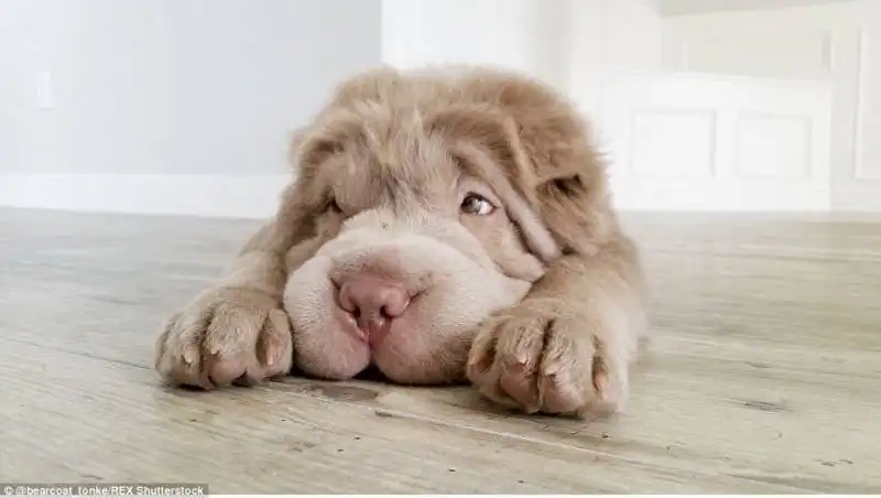 shar pei 6