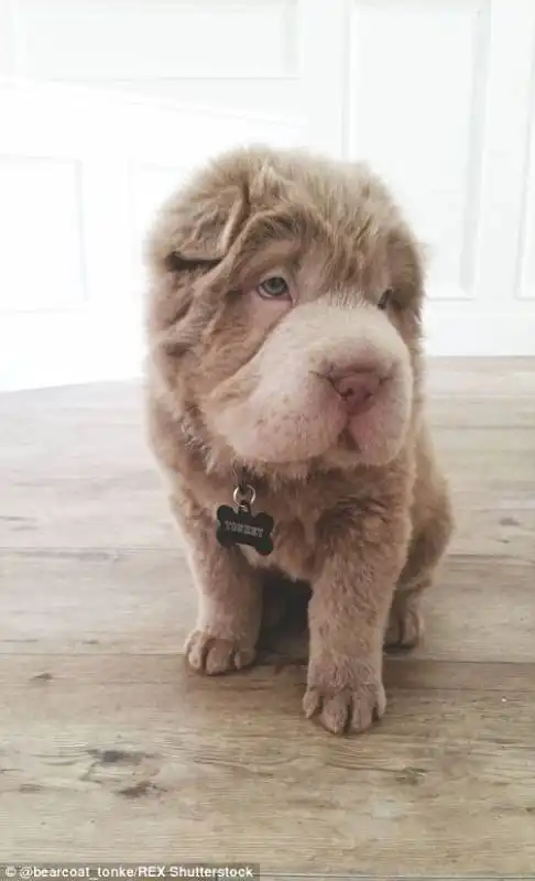 shar pei 8