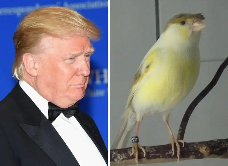 sosia di donald trump 4