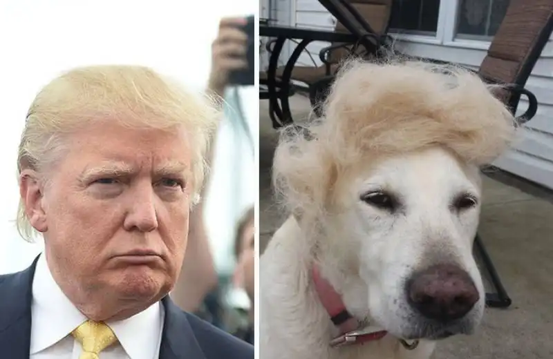 sosia di donald trump 7