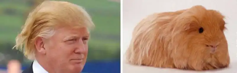 sosia di donald trump 8