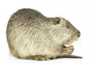 NUTRIA