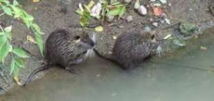 NUTRIA