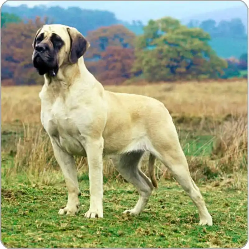 bullmastiff