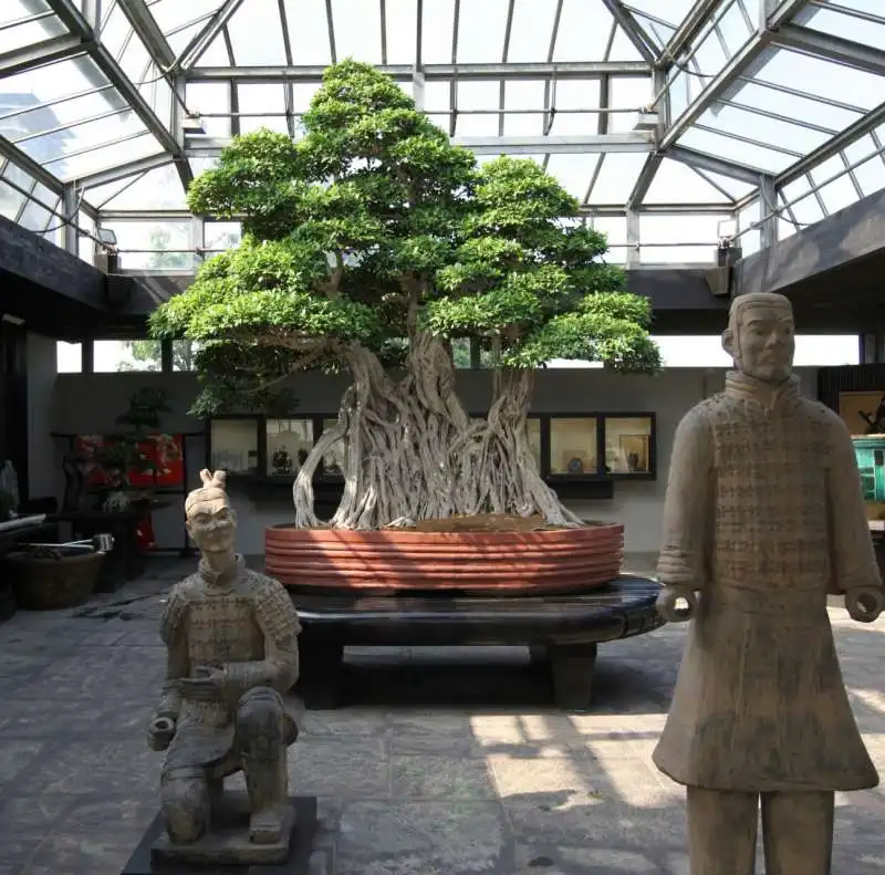 museo del bonsai 2