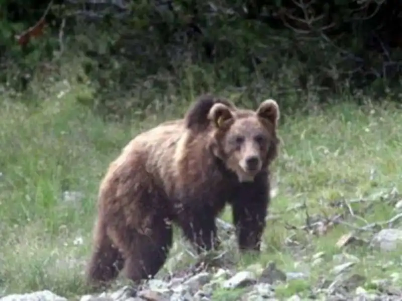 orso