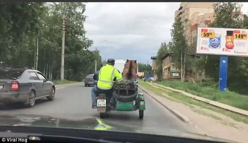 orso in moto in russia