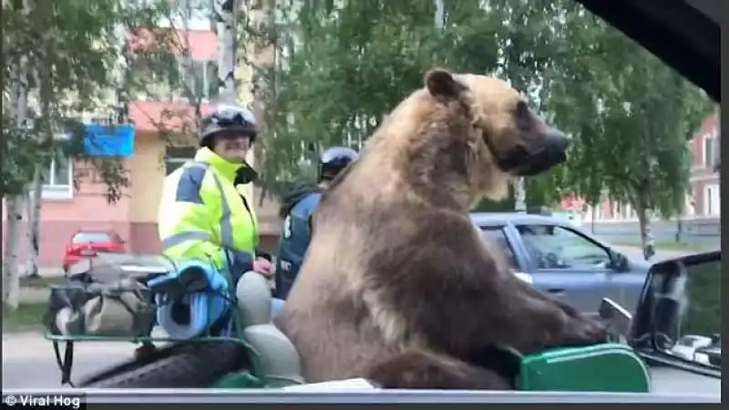 orso tim sulla moto