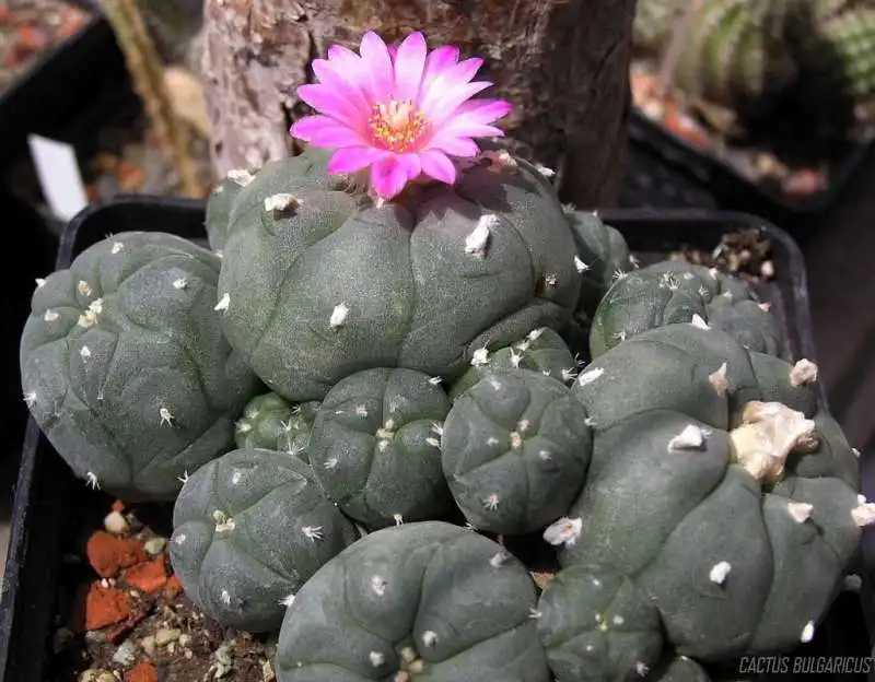 PEYOTE