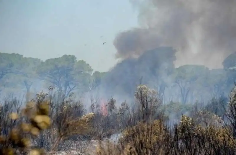 rogo alla pineta di ostia  3