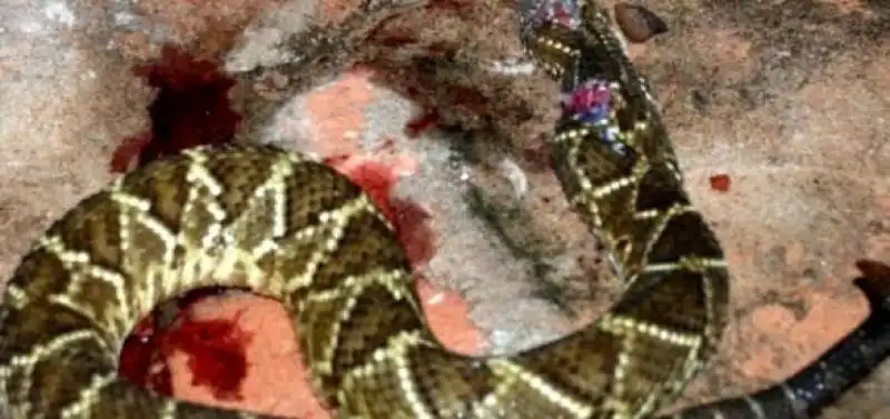 UOMO UCCIDE A MORSI IL SERPENTE CHE LO AVEVA AVVELENATO