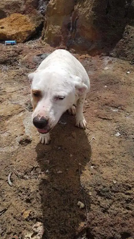 cagnolino da affogare