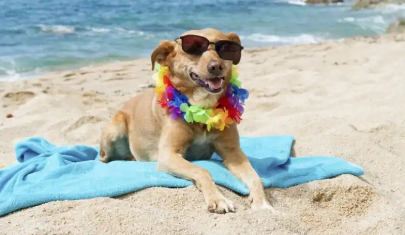 cane spiaggia