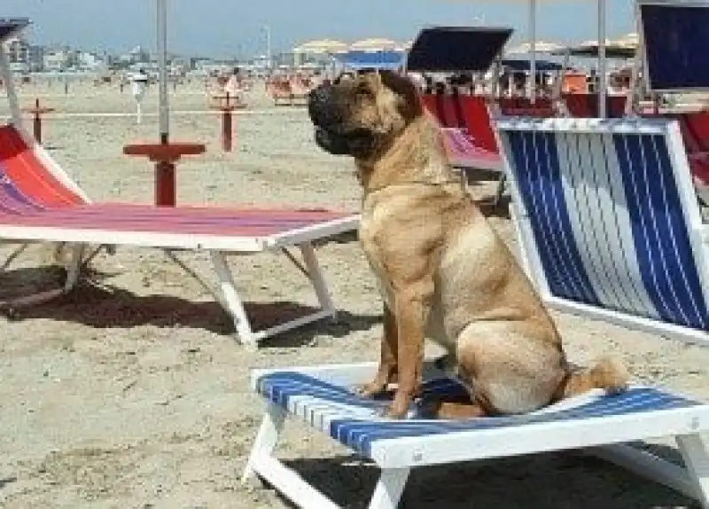 cane spiaggia