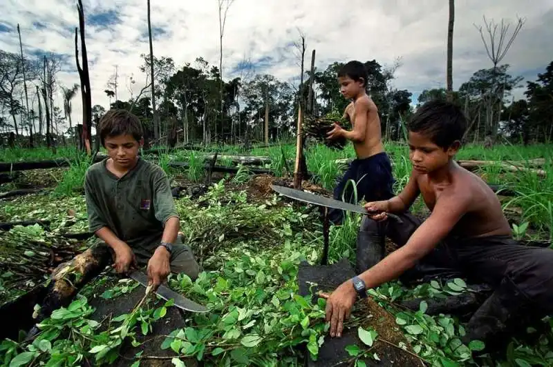 COLTIVAZIONE DELLA COCA IN COLOMBIA 