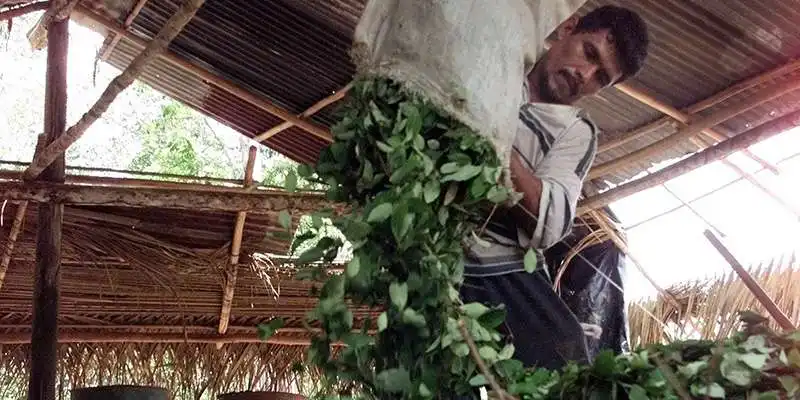 COLTIVAZIONE DELLA COCA IN COLOMBIA