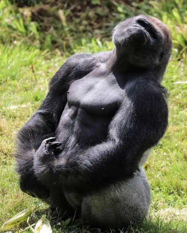 gorilla 1