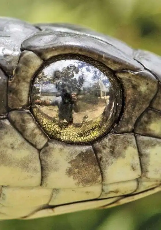 immagine riflessa nell'occhio di un serpente 1