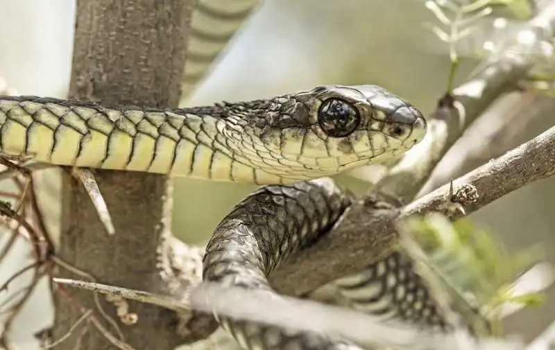 immagine riflessa nell'occhio di un serpente 5