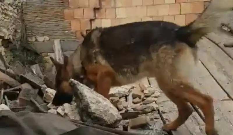 KAOS IL CANE EROE DI AMATRICE  