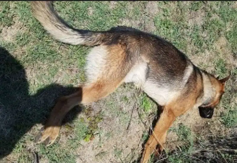 KAOS IL CANE EROE DI AMATRICE