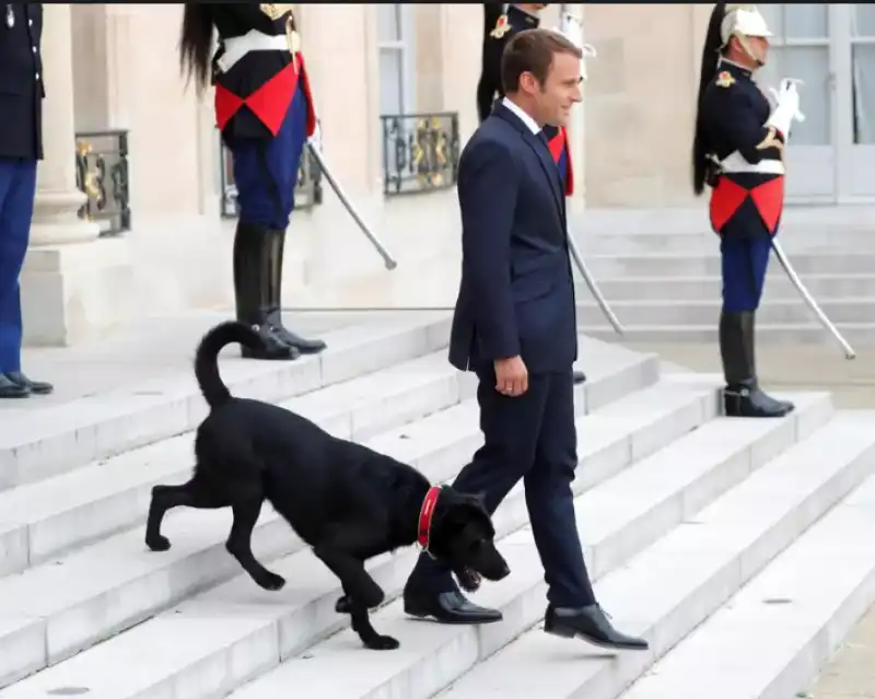 macron e il labrador nemo