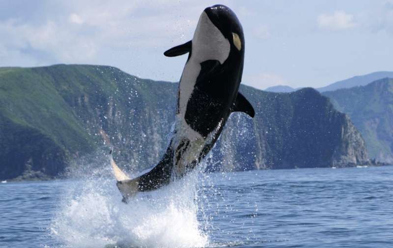 orca