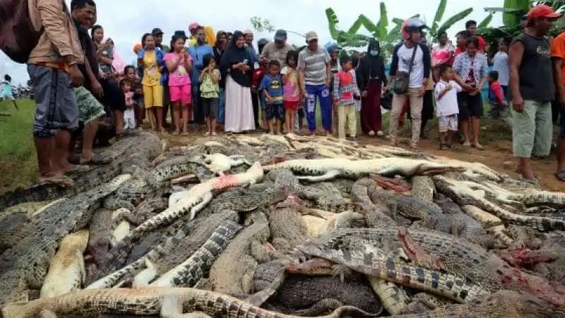 PAPUA NUOVA GUINEA - 292 COCCODRILLI UCCISI PER VENDETTA