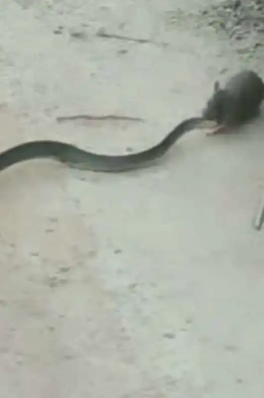 ratto vs. serpente 4