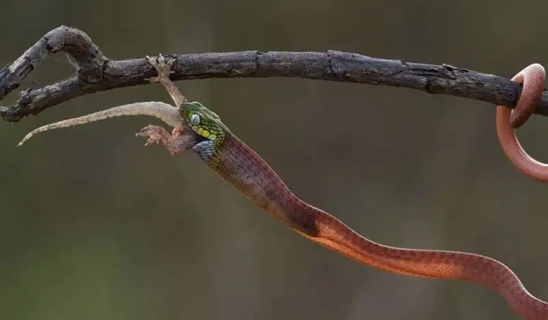 serpente vs. lucertola 1