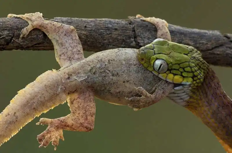 serpente vs. lucertola 2