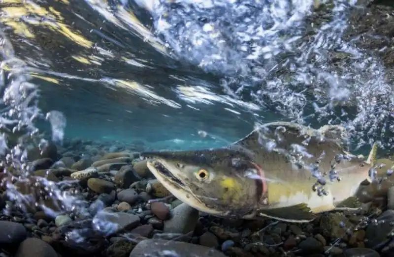 underwater photographer of the year 1