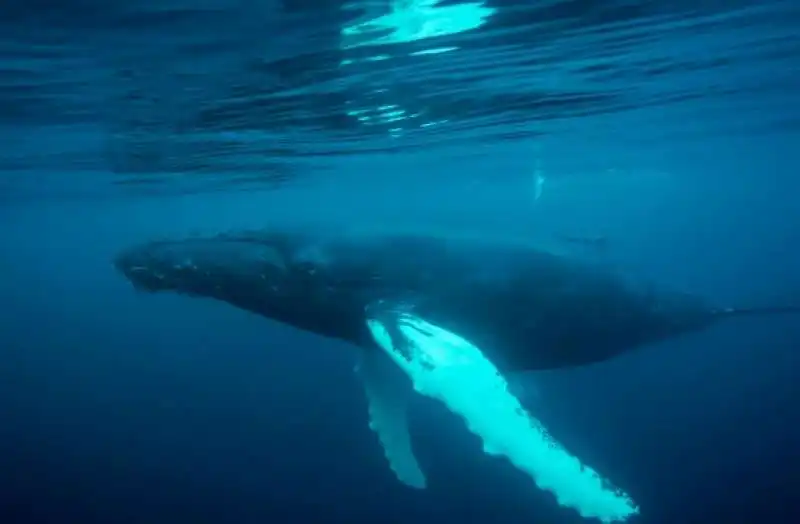 underwater photographer of the year 10