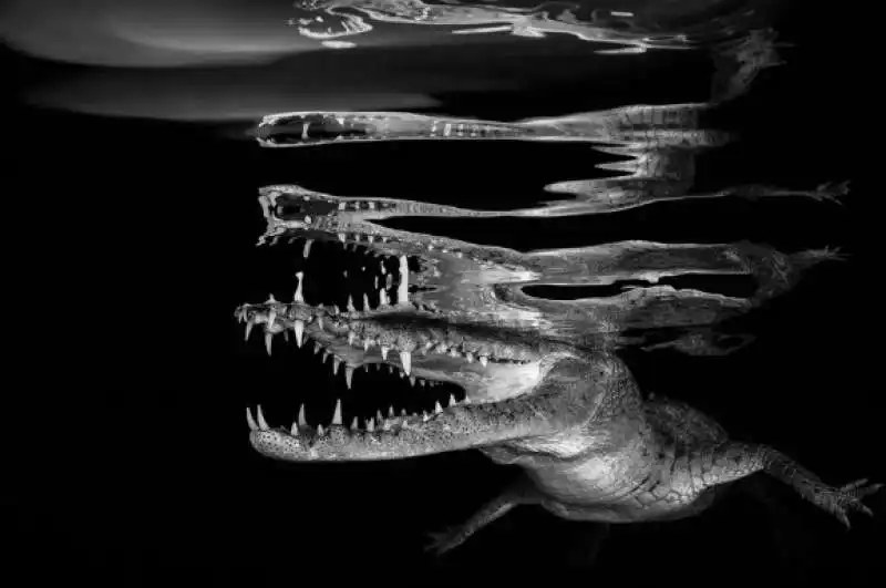 underwater photographer of the year 100